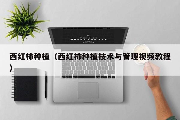 西红柿种植（西红柿种植技术与管理视频教程）