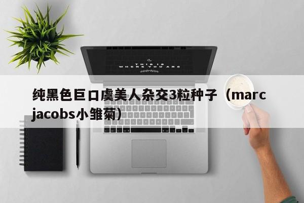 纯黑色巨口虞美人杂交3粒种子（marc jacobs小雏菊）