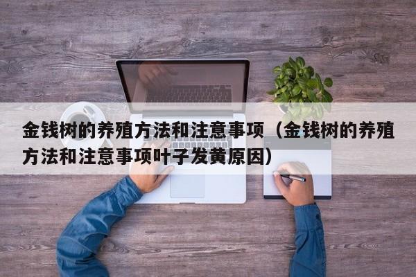 金钱树的养殖方法和注意事项（金钱树的养殖方法和注意事项叶子发黄原因）