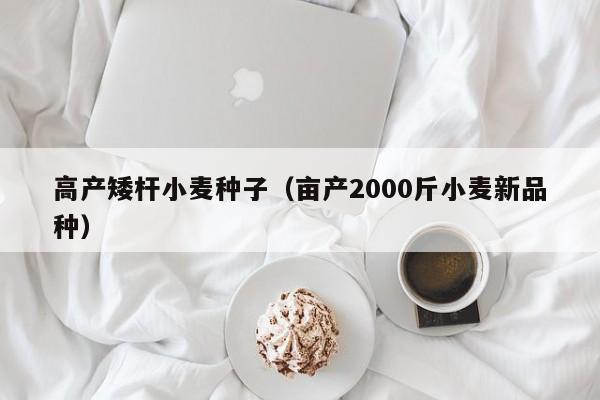高产矮杆小麦种子（亩产2000斤小麦新品种）