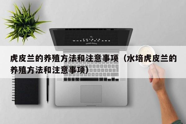 虎皮兰的养殖方法和注意事项（水培虎皮兰的养殖方法和注意事项）