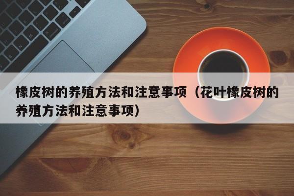 橡皮树的养殖方法和注意事项（花叶橡皮树的养殖方法和注意事项）