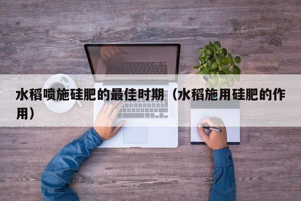 水稻喷施硅肥的最佳时期（水稻施用硅肥的作用）