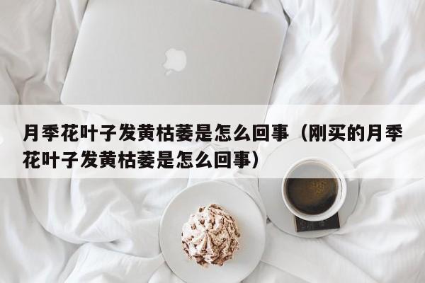 月季花叶子发黄枯萎是怎么回事（刚买的月季花叶子发黄枯萎是怎么回事）