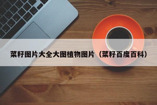 菜籽图片大全大图植物图片（菜籽百度百科）