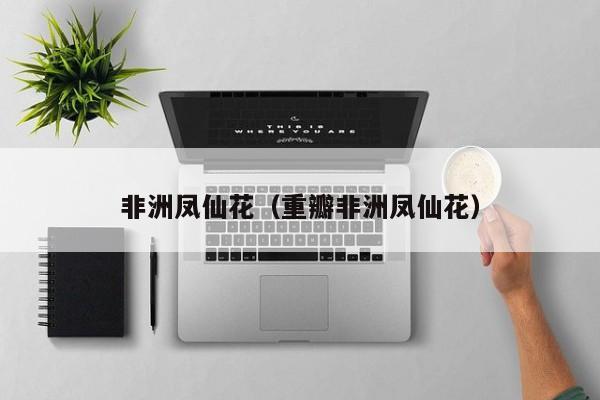非洲凤仙花（重瓣非洲凤仙花）