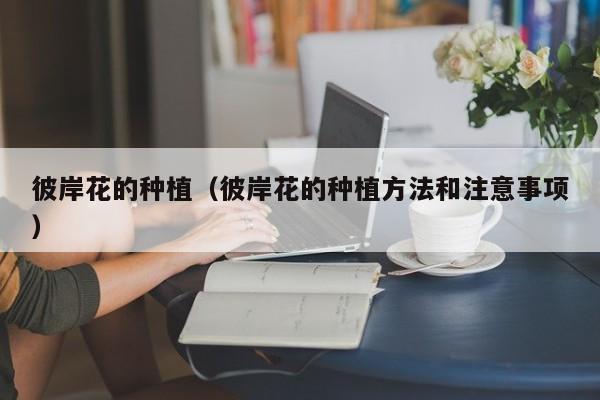 彼岸花的种植（彼岸花的种植方法和注意事项）