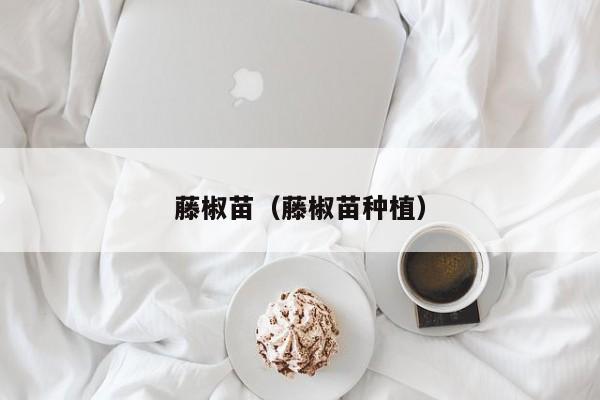 藤椒苗（藤椒苗种植）