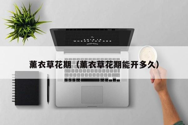 薰衣草花期（薰衣草花期能开多久）
