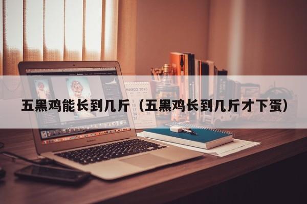 五黑鸡能长到几斤（五黑鸡长到几斤才下蛋）